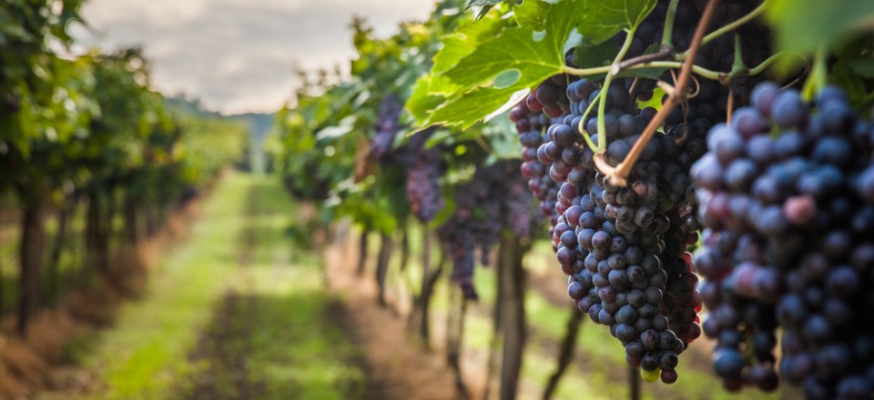 Savour Ibiza's Best Local Wines in 2025