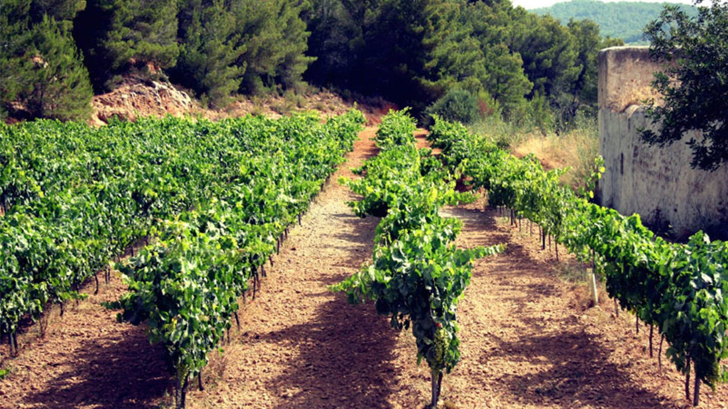 A Vineyard On A Sunny Day With Trees Next To It