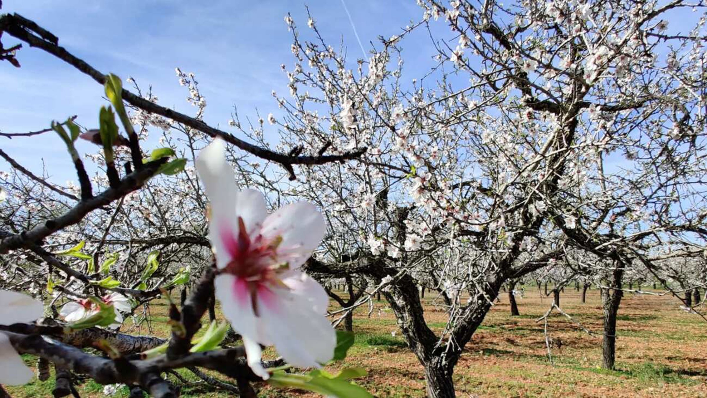 Almond Blossom In Spring With Flowers Bloomed