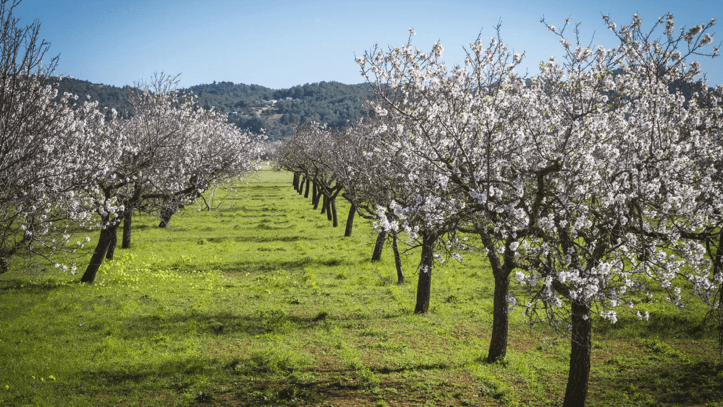 Almond Orchard In Spring