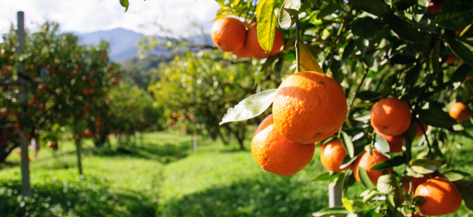 Ibiza Preservation Fund