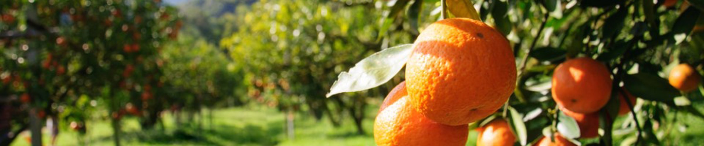 Ibiza Preservation Fund